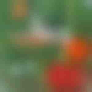 Profesionalna spajalica za povezivanje biljaka | PLANTBRAND