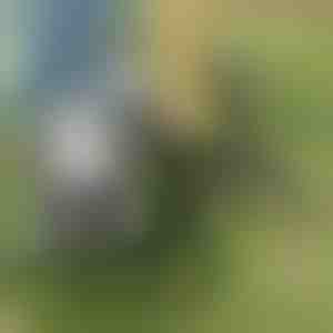 Alat za uklanjanje korova | ROOTNIK