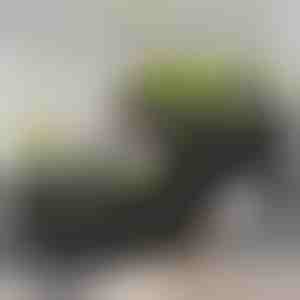 Kutija za gajenje biljaka | BOTANITKO