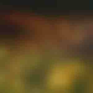 Solarni svetlosni lanac sa 6 LED sijalica | SOMPEX